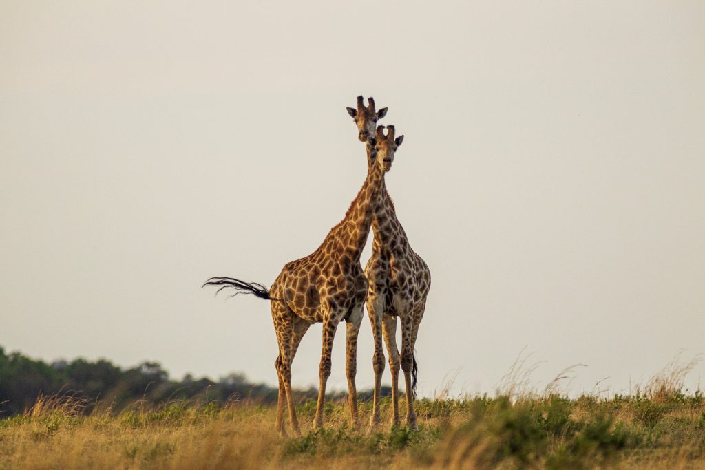 Best Serengeti Safari Tips
