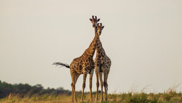 Best Serengeti Safari Tips