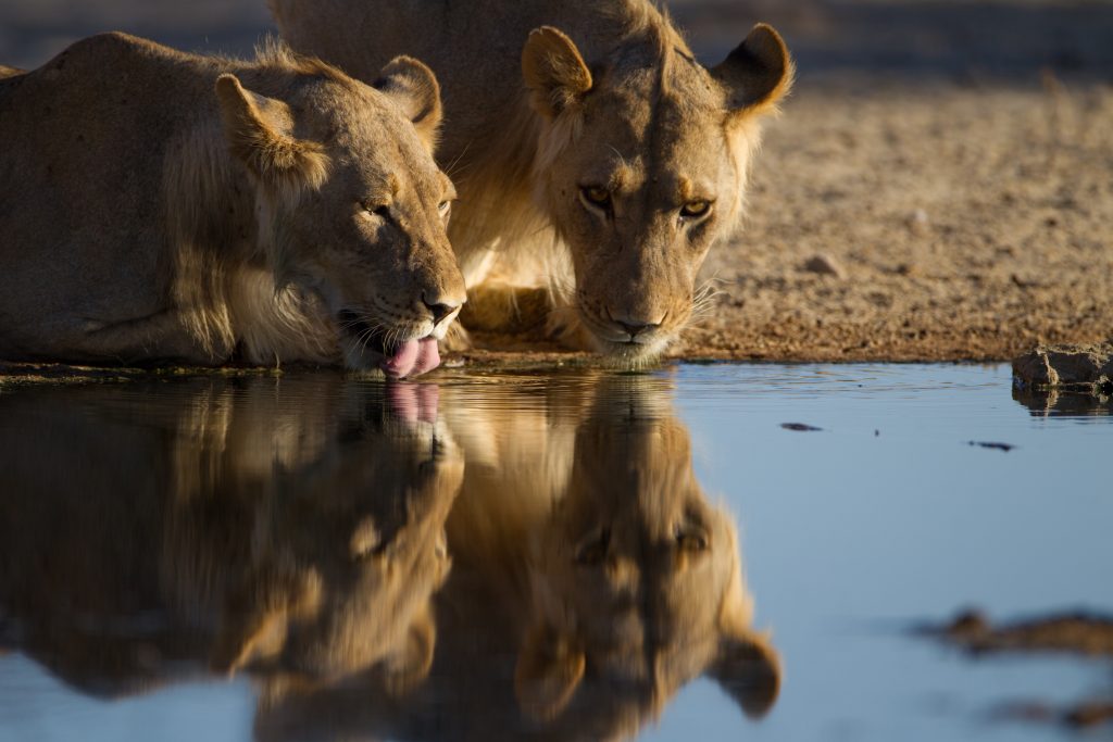 best serengeti safari guide