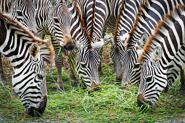 Arusha City Guide – zebra family grazing peacefully on grass in Tanzanian savannah, showcasing wildlife experience near Arusha and northern safari circuit