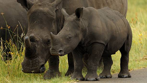 Rarest animals in Tanzania black rhino mother and calf walking in natural safari habitat