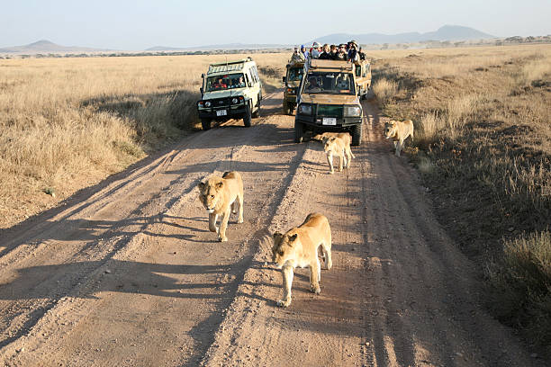 Tourists on a budget safari vehicle having a close encounter with a pride of lions crossing the road in Serengeti National Park, Tanzania