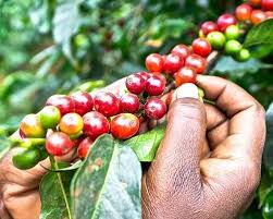 Hand picking fresh coffee beans in Materuni village, part of Materuni Waterfalls highlights coffee tour experience