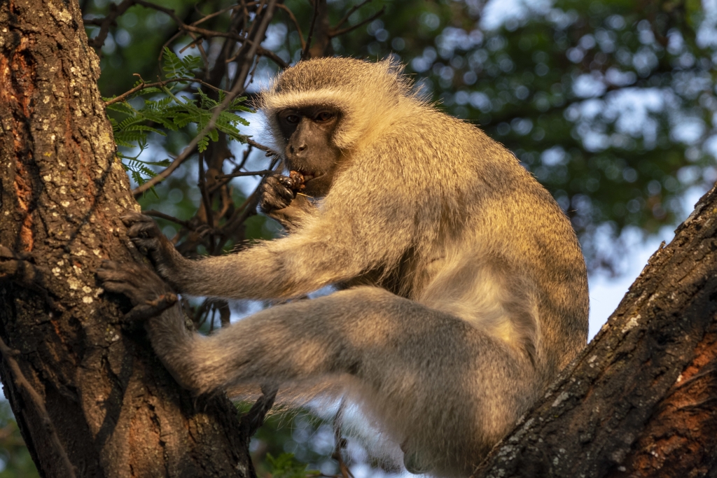 Rarest animals in Tanzania colobus monkey resting on tree branch in tropical forest canopy