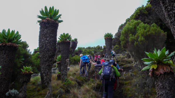Climbing Mount Kilimanjaro hikers trekking through alpine forest on Umbwe Route Tanzania without technical climbing equipment