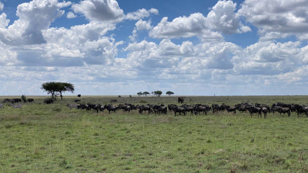 Tanzania safari cost tips – wildebeest grazing in green Serengeti during low season safari