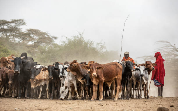 Maasai culture in Tanzania Morani herders leading cattle to river for water in Arusha Tanzania