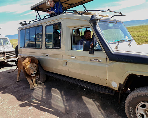 “Adult male lion rubbing against safari vehicle in Ngorongoro Crater during Tanzania Luxury Safari Packages private guided tour”