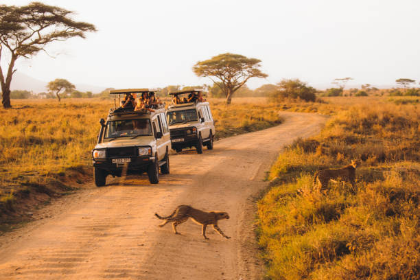 Tanzania safari cost tips – tourists on a 4x4 safari vehicle watching cheetahs at sunset in the African savannah