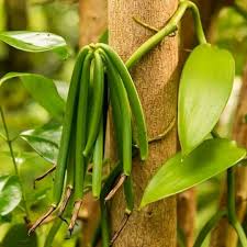 Zanzibar Spice Tours showing vanilla vines growing on a spice farm in Zanzibar, highlighting tropical spice plantation experience