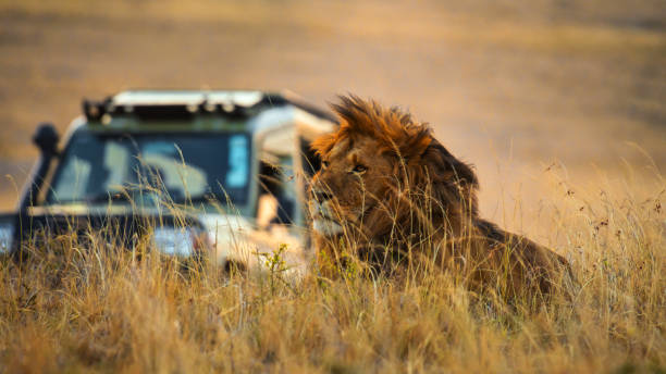Male lion observes safari vehicle from natural cover in African savanna grassland. Professional guides lead wildlife viewing expedition using specialized equipment.