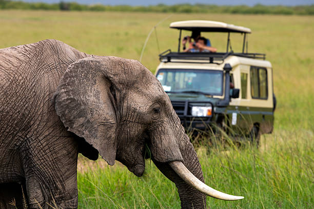An African elephant walks through the tall grass as a safari vehicle with a tourist observes from a short distance in Maasai Mara National Reserve. The scene captures the harmony between wildlife and tourism in a natural landscape.