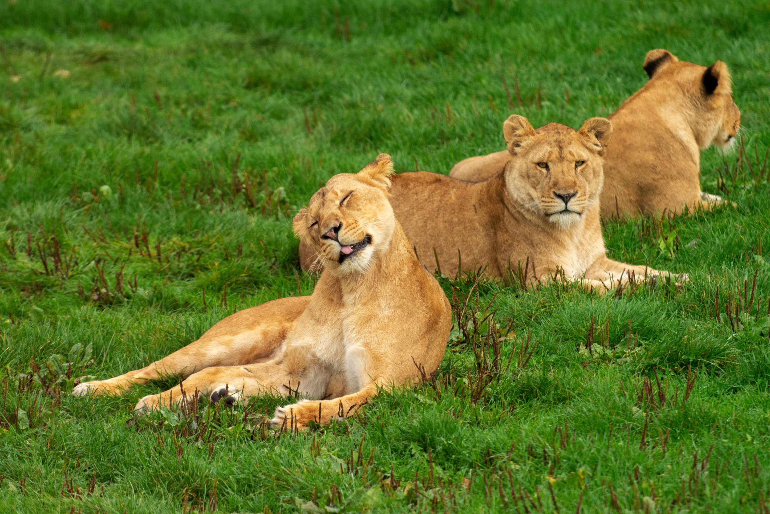 Discover Tanzania with Kilimanjaro Safaris Champions