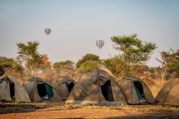  Serengeti safari guide